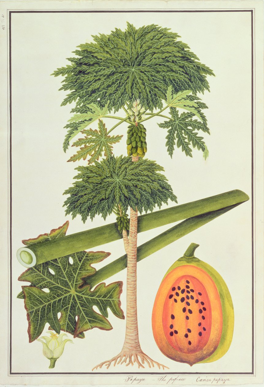 Papaya, La Papau o Caica Papaya, de Dibujos de Plantas de Malaca, c.1805-18 de Chinese School