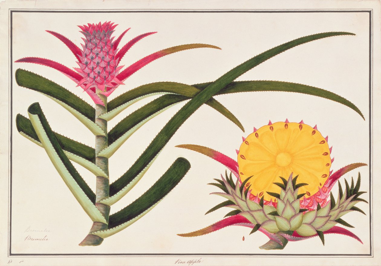 Piña o Bromelia, de Dibujos de Plantas de Malaca, c.1805-18 de Chinese School