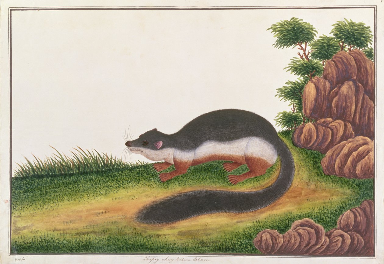 Ardilla de Prevost, de Dibujos de Animales, Insectos y Reptiles de Malaca, c.1805-18 de Chinese School