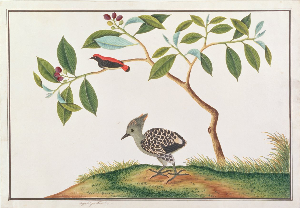 Picaflor de Espalda Escarlata con Pico de Madera Gris y Buff, de Dibujos de Aves de Malaca, c.1805-18 de Chinese School