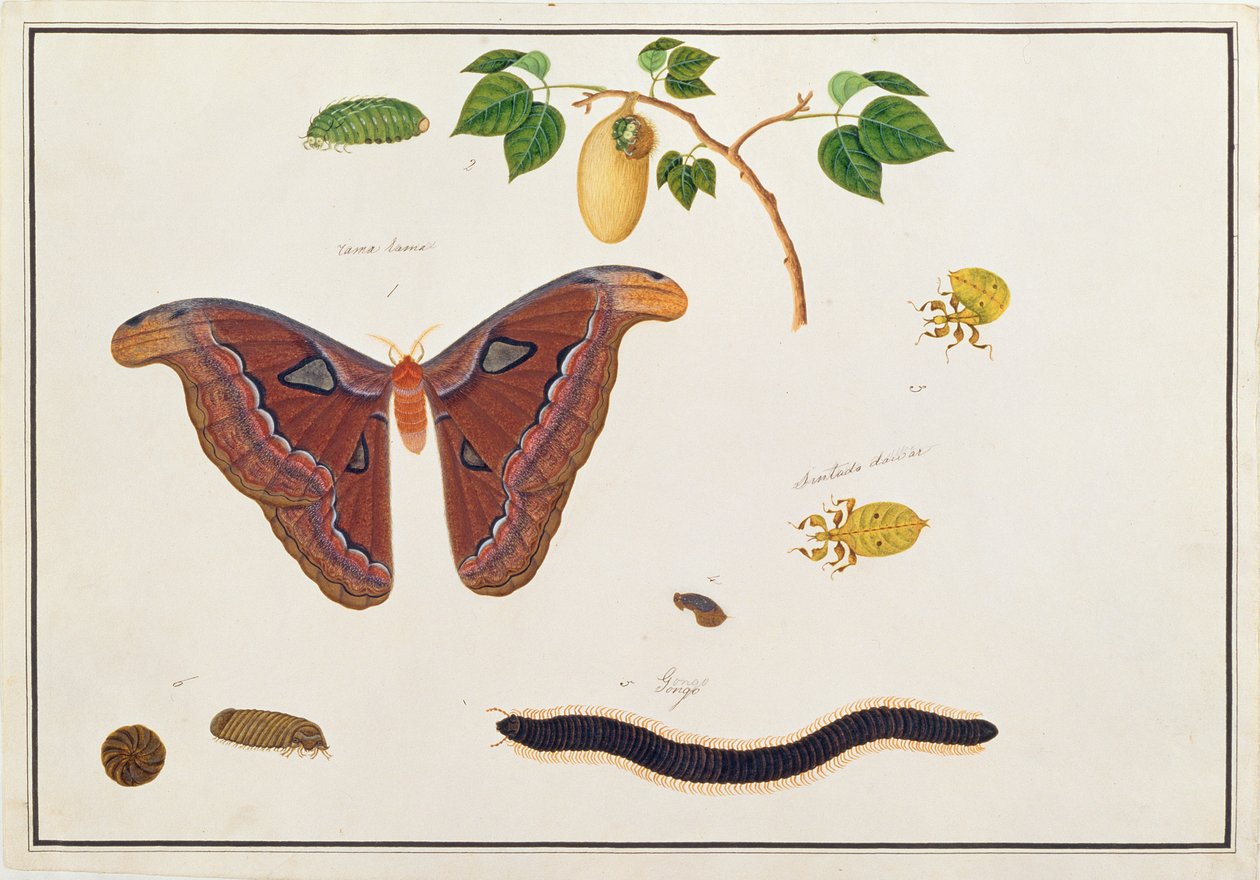 Seis Artrópodos, de Dibujos de Animales, Insectos y Reptiles de Malaca, c.1805-18 de Chinese School