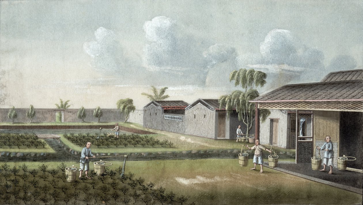 Riego de plantas de té de Chinese School