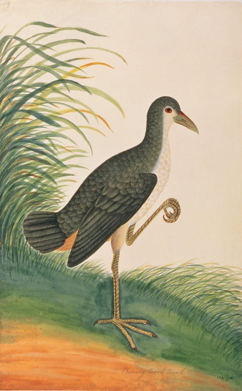 Gallineta Pecho Blanco, de Dibujos de Aves de Malaca, c.1805-18 de Chinese School