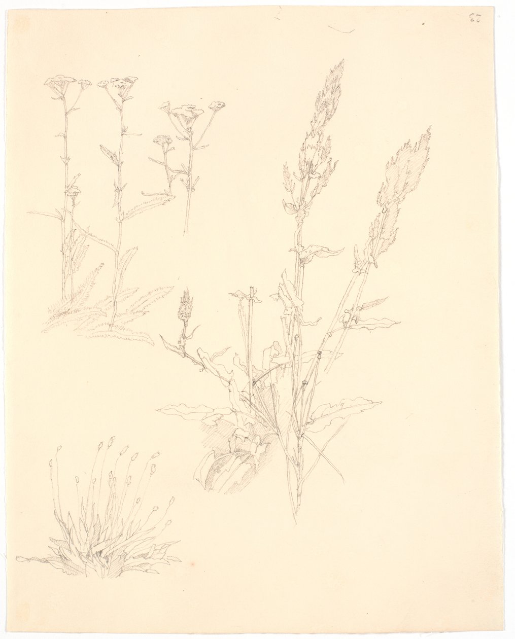 Estudios de plantas de Christen Købke