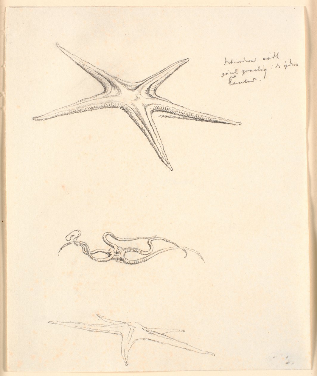 Estrellas de mar de Christen Købke