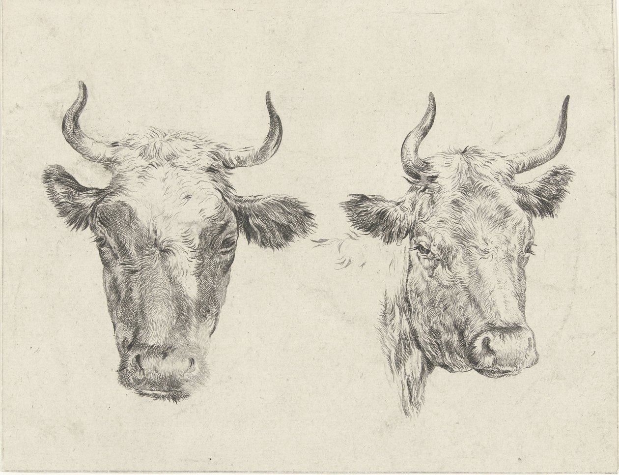 dos cabezas de vaca de Christiaan Godfried Schutze van Houten