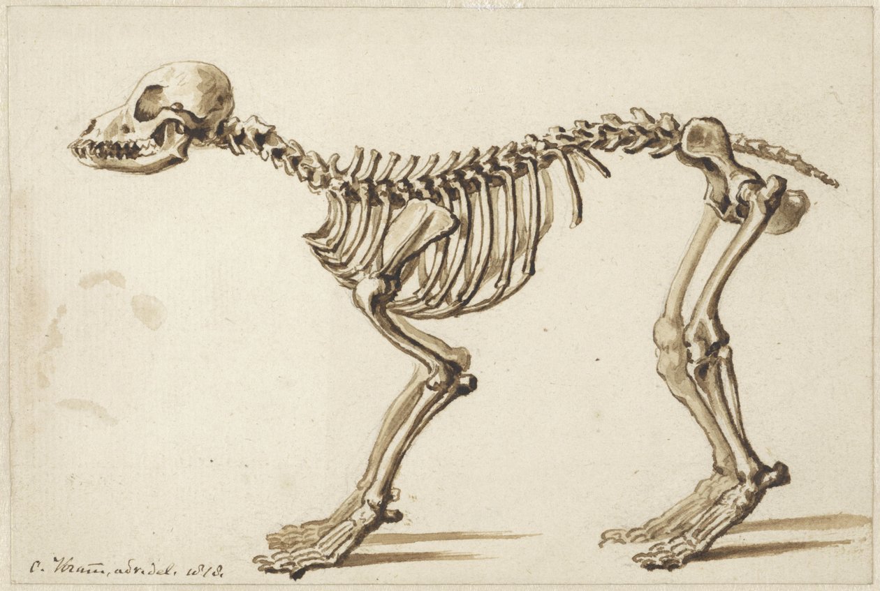 Esqueleto de un perro de lado de Christiaan Kramm