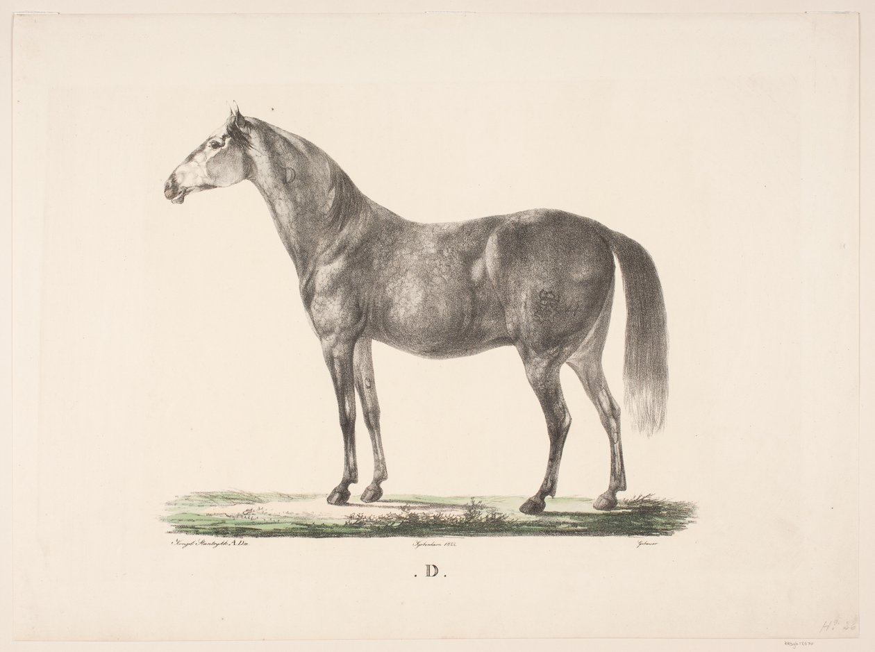 El caballo D de Christian David Gebauer