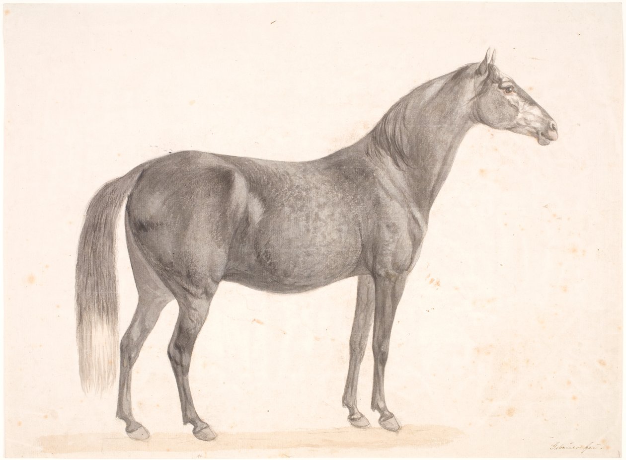 Caballo negro de Christian David Gebauer
