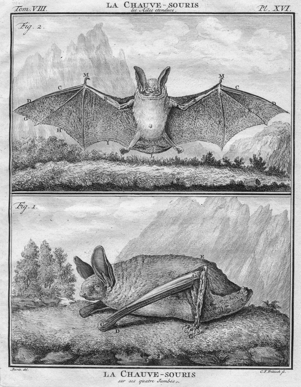 La Chauve-Souris les Ailes entendues & La Chauve-Souris sur ses quatre Jambes, c1763 de Christian Friedrich Fritzsch