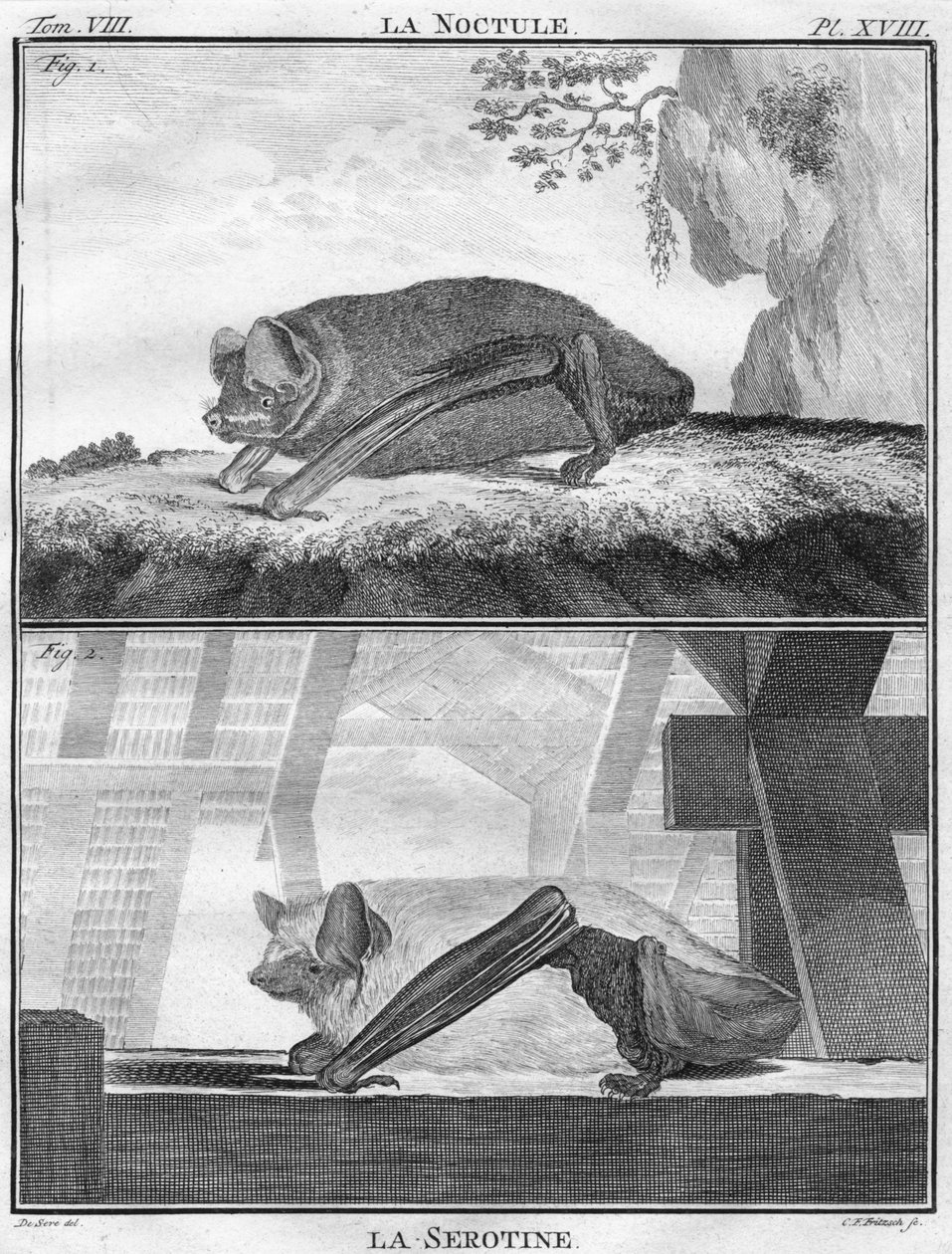 La Noctule y La Serotine, c. 1763 de Christian Friedrich Fritzsch