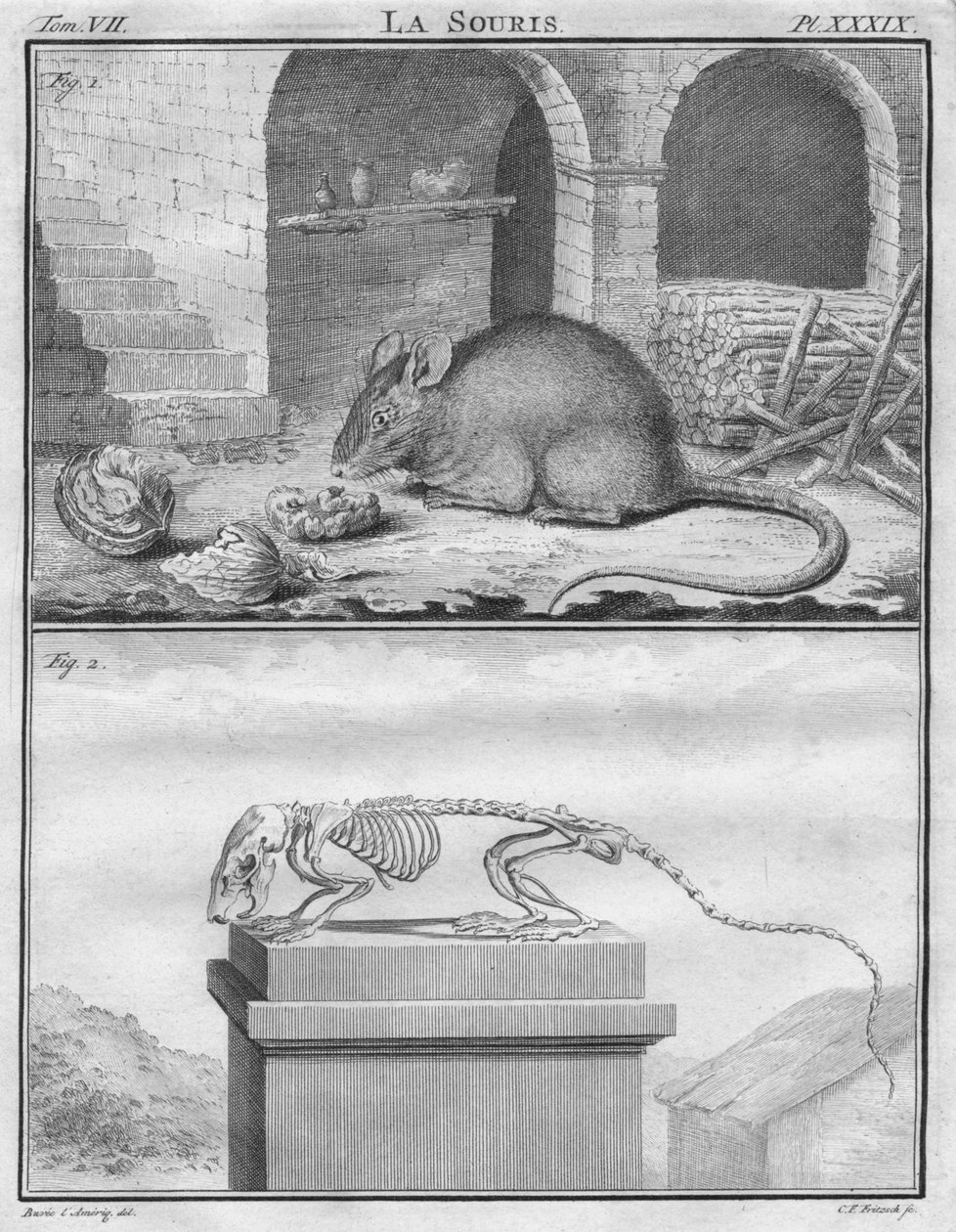 La Ratón, c1763 de Christian Friedrich Fritzsch