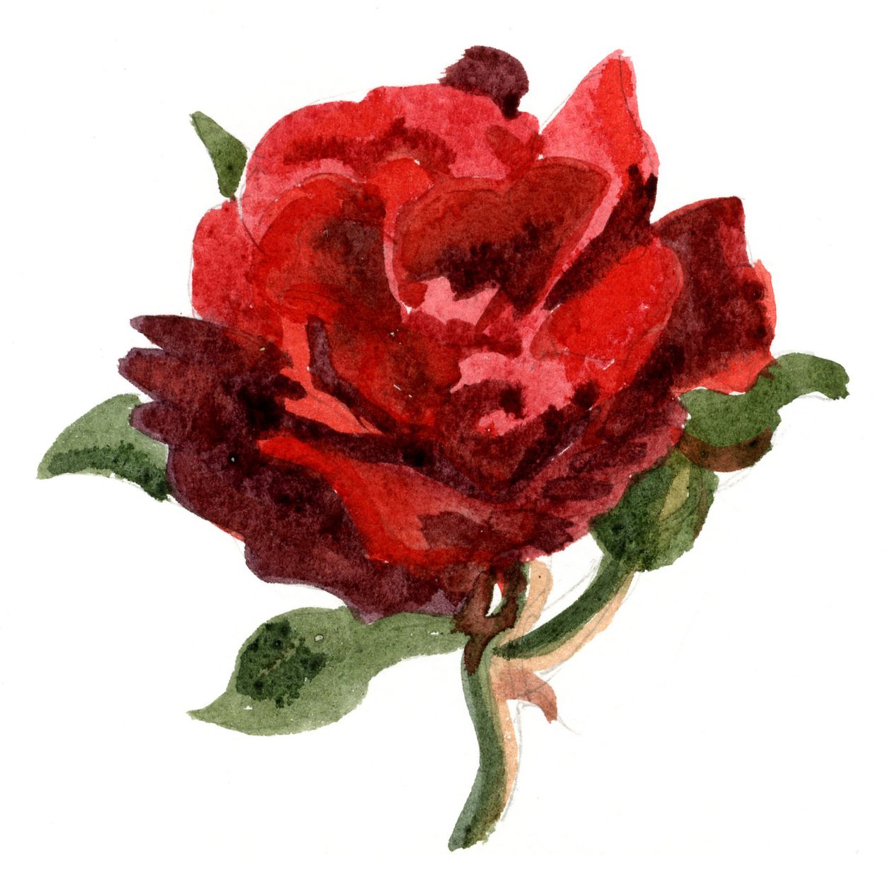Rosa roja, 2011 (acuarela sobre papel) de Christian Furr