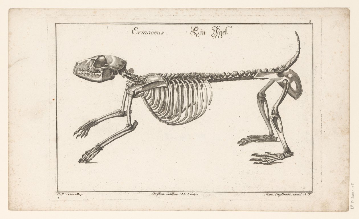esqueleto de un erizo Erinaceus / Ein Egel (título sobre el objeto) Unterschiedliche Sceleta o Bone-Cörper (título de la serie) de Christian Hallbaur