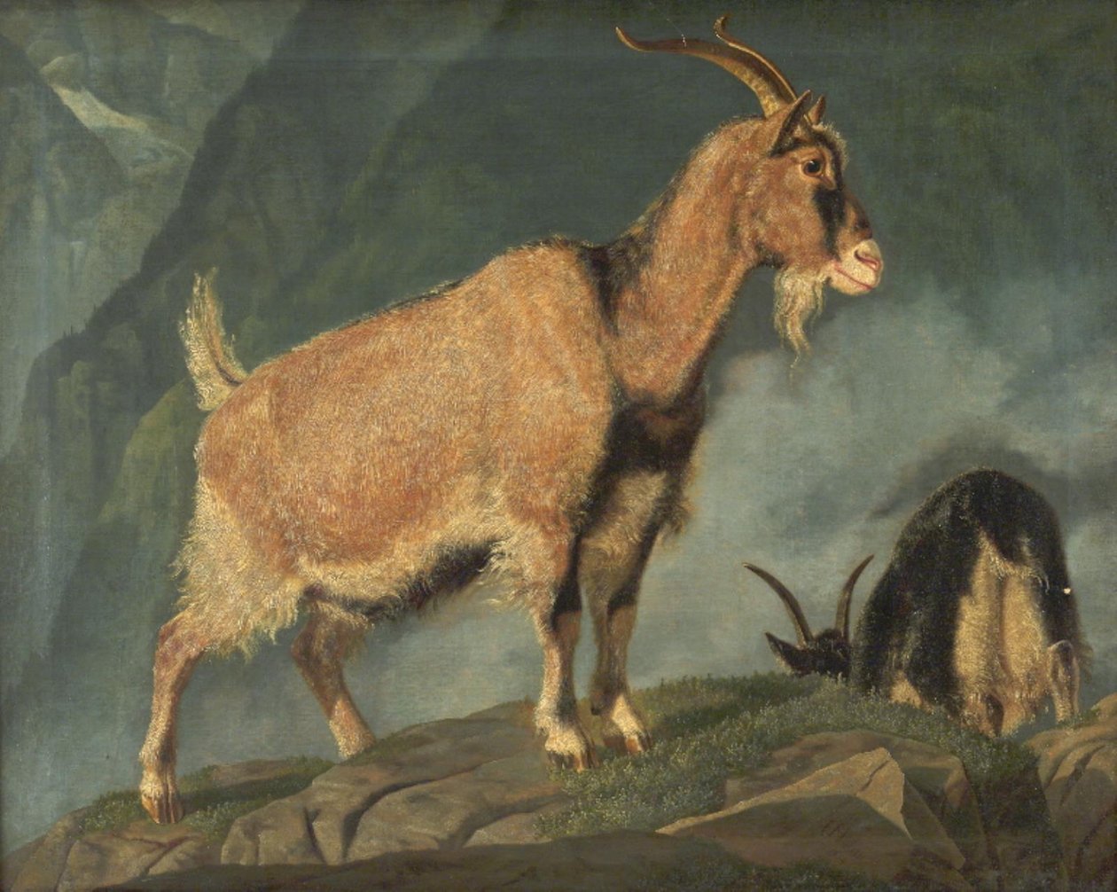 Cabras en los Alpes de Christian Holm