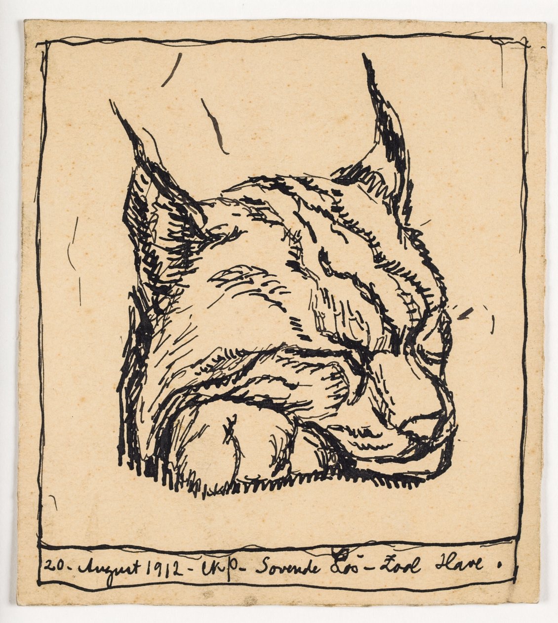 Lince durmiendo de Christian Kongstad Petersen