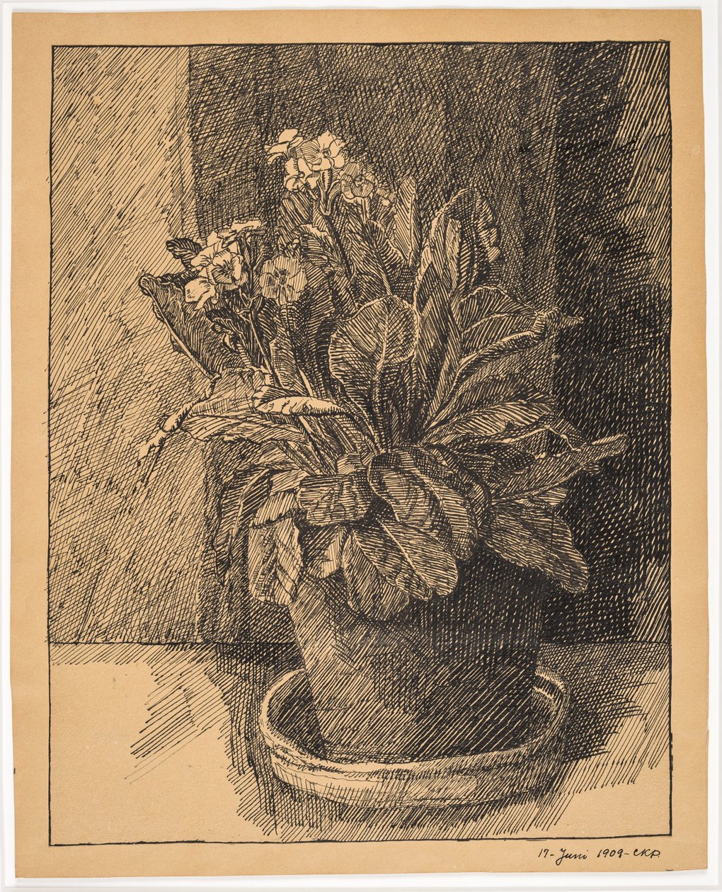 Maceta con Prímula de Christian Kongstad Petersen