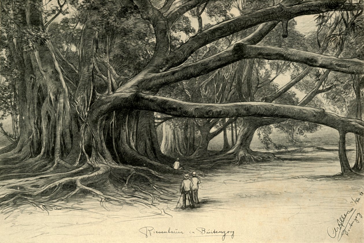 Árboles Gigantes en Buitenzorg, Java de Christian Wilhelm Allers