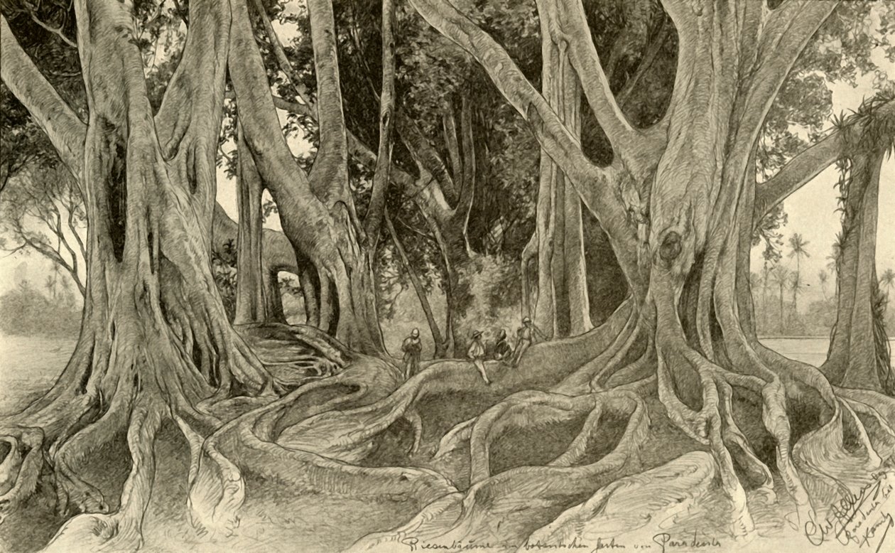 Árboles gigantes en el jardín botánico, Peradeniya, Kandy, Ceilán, 1898 de Christian Wilhelm Allers
