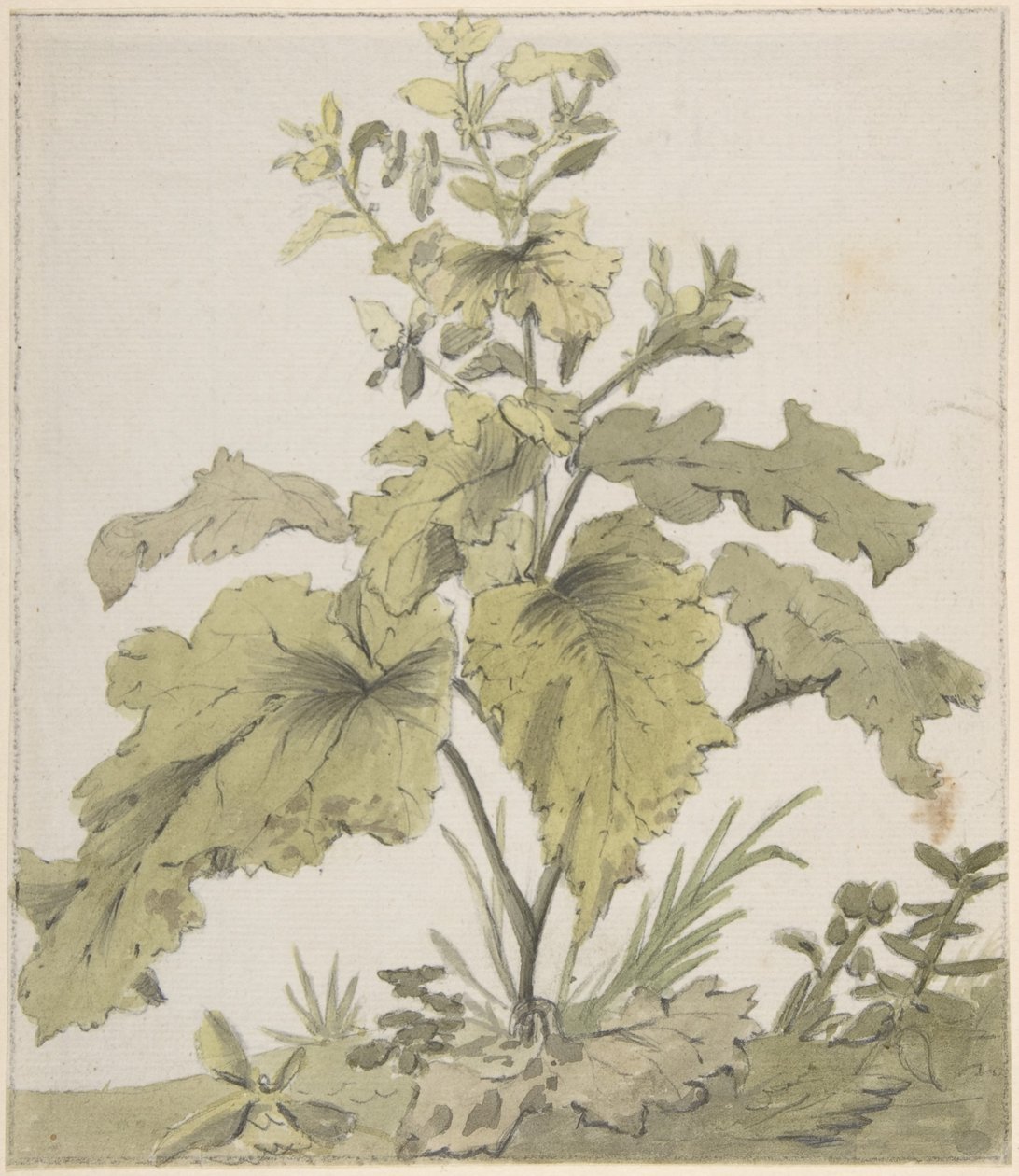 Estudio de una planta de Christian Wilhelm Ernst Dietrich