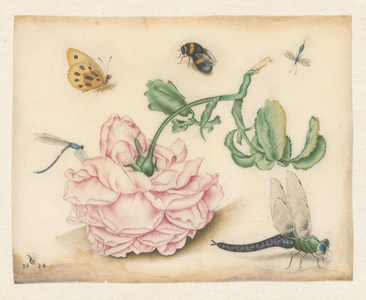 Una rosa y cinco insectos de Christoffel van den Berghe