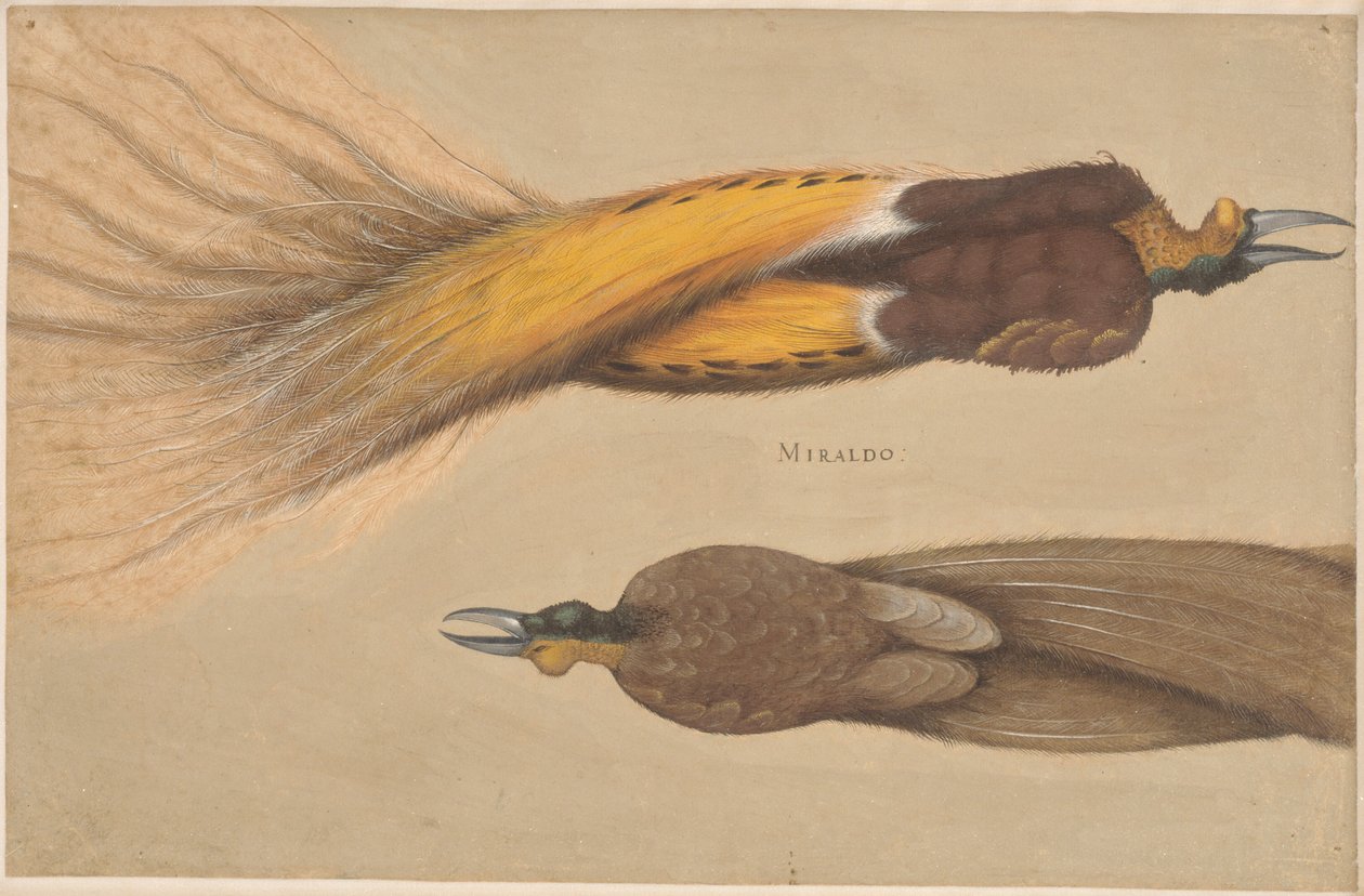 Dos aves del paraíso muertas, un macho y una hembra de Christoph Amberger