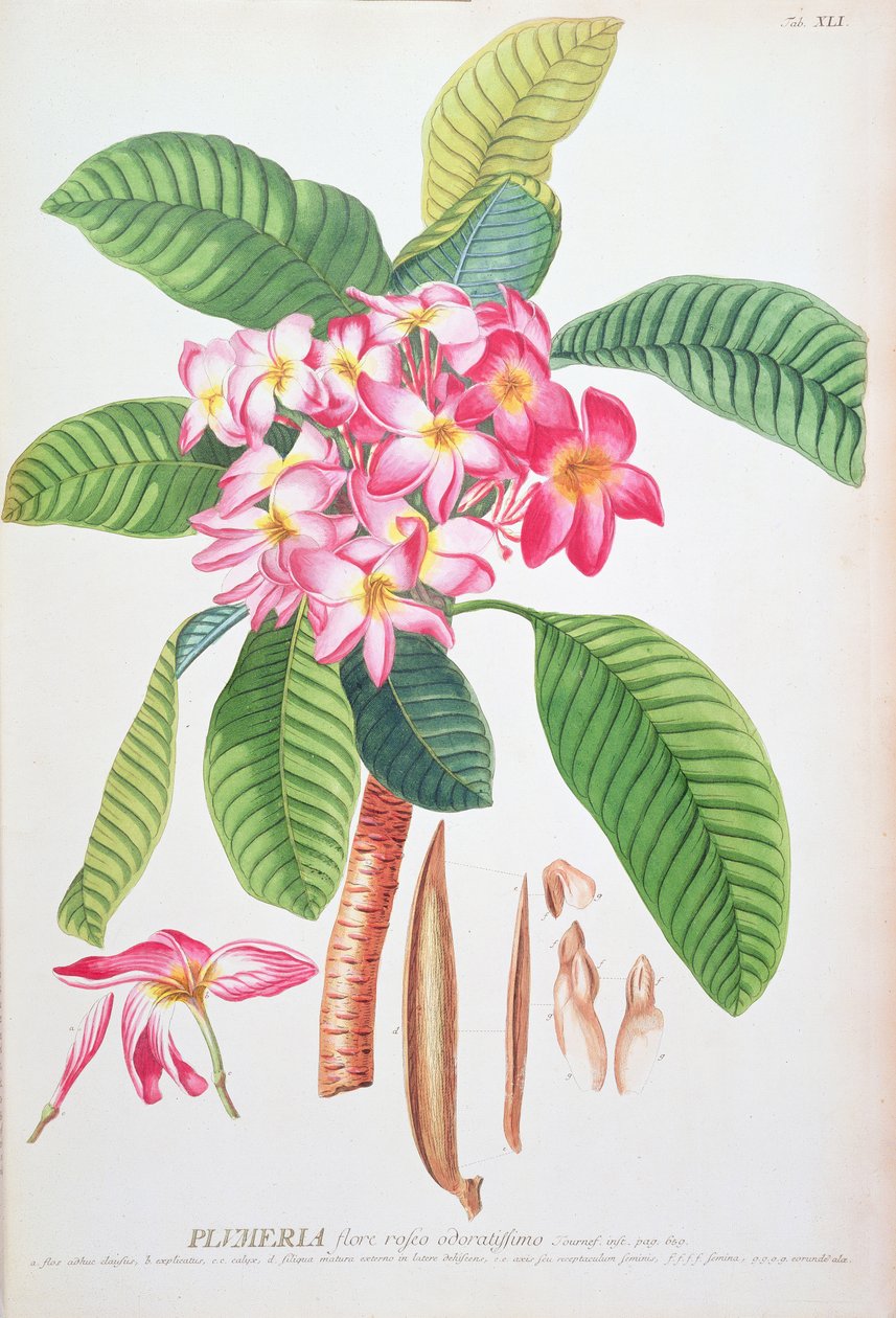 Plumeria: de Plantae Selectae, de Christoph Jacob Trew y Georg Dionysius Ehret (1710-70); Frangipanier; de Christoph Jacob & Ehert Georg Dionysius (1708/9 70) Trew
