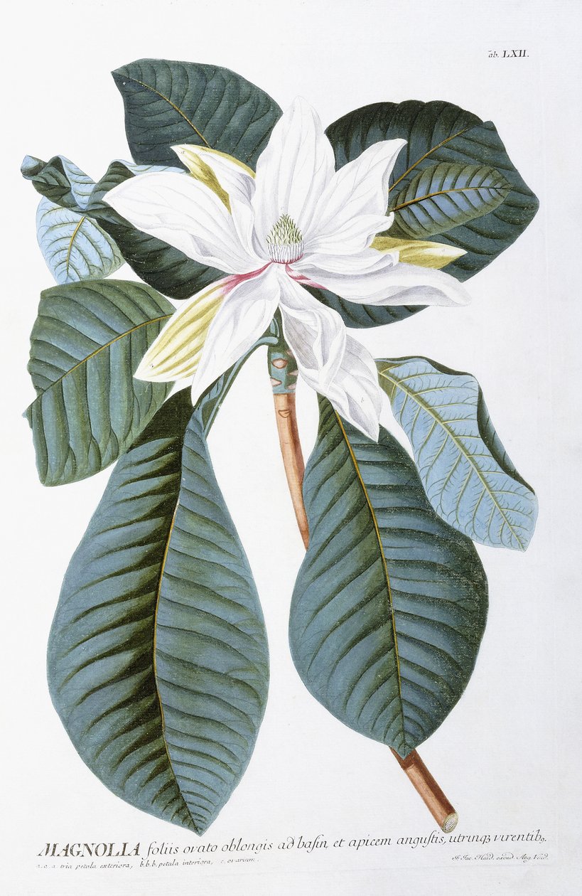 Magnolia, 1750-1773 de Christoph Jacob Trew