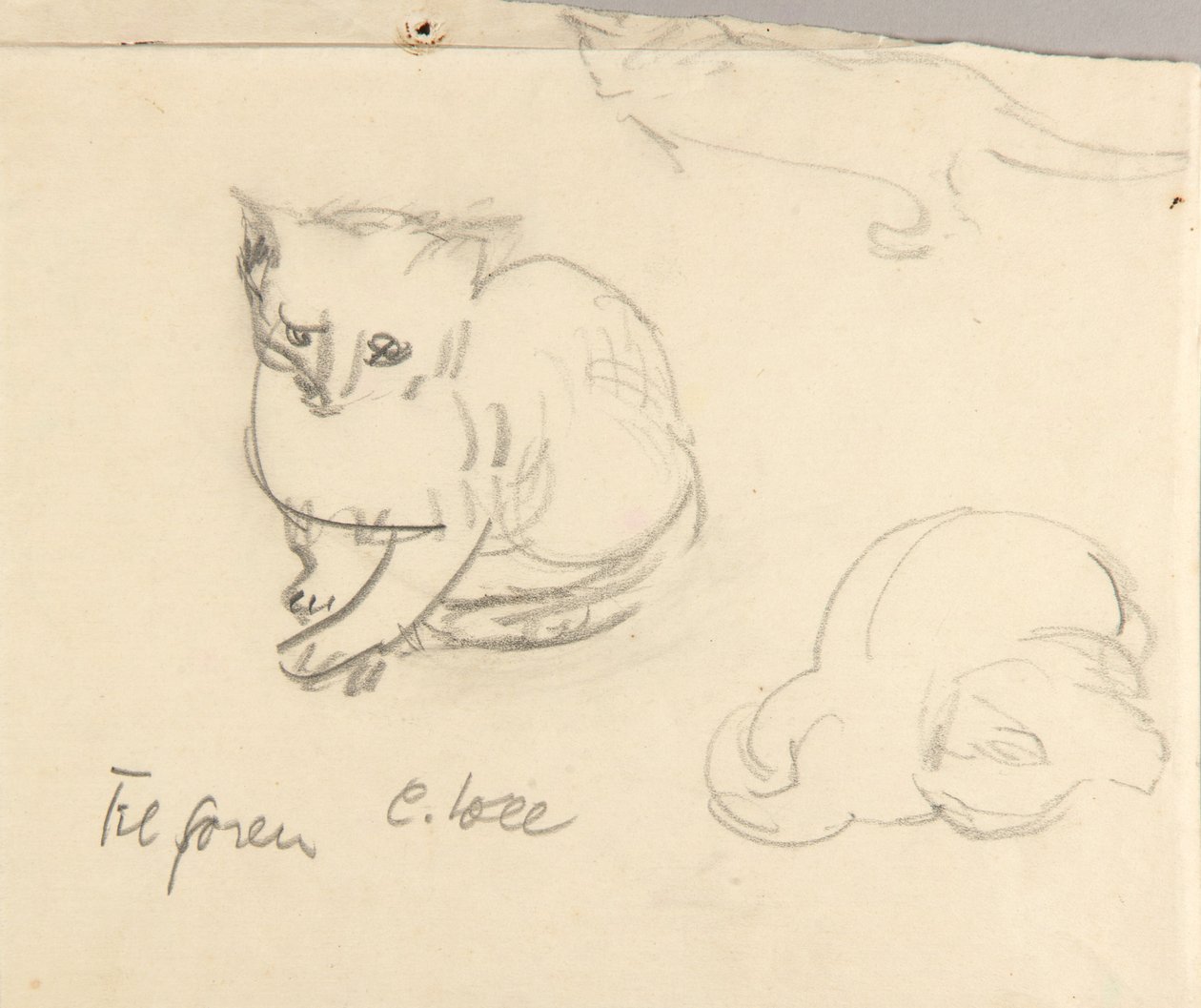 Gatos de Christoph Voll