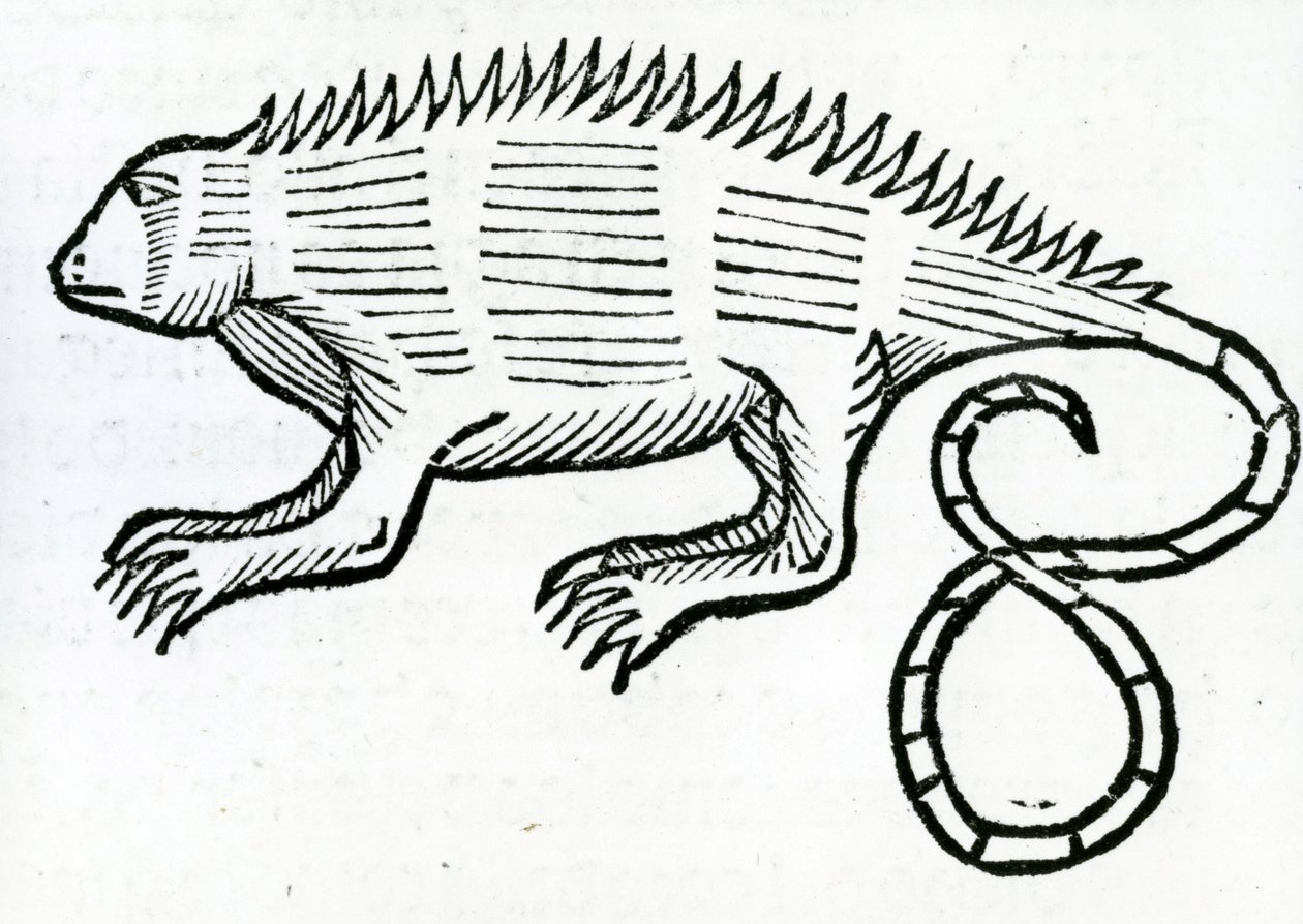 Iguana de 