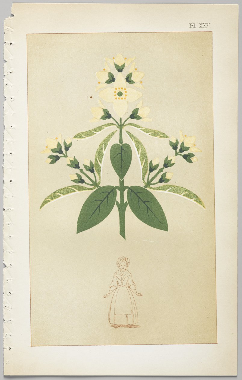 El arte del diseño decorativo: con un apéndice, dando las horas del día en que las flores se abren, publicado por Day & Son, Londres, 1862 de Christopher Dresser