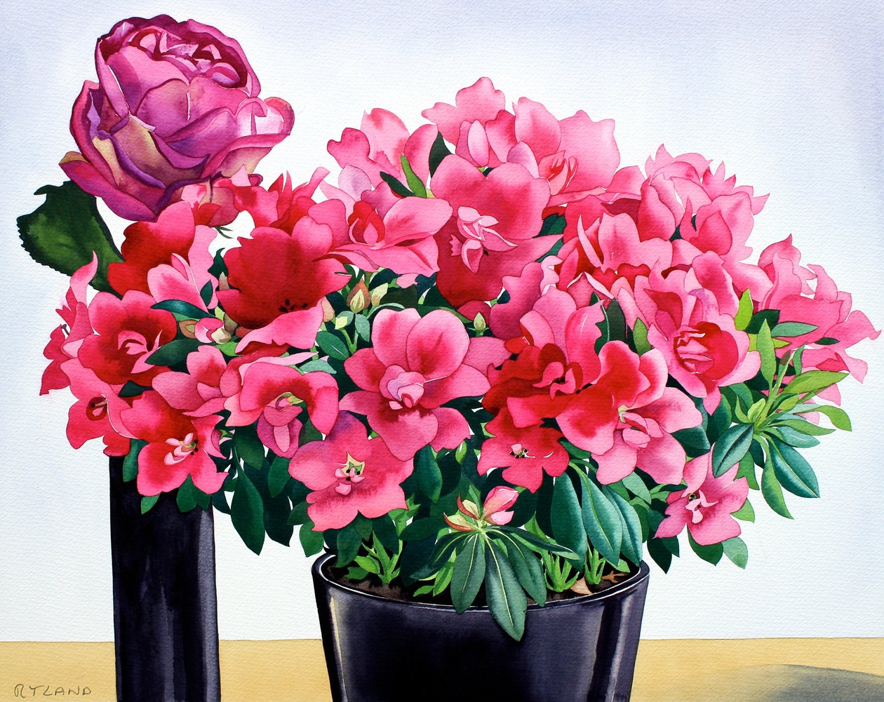 Rosa azalea de Christopher Ryland