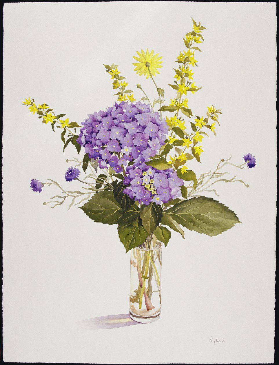 Hortensia Azul con Lisimaquia Amarilla de Christopher Ryland