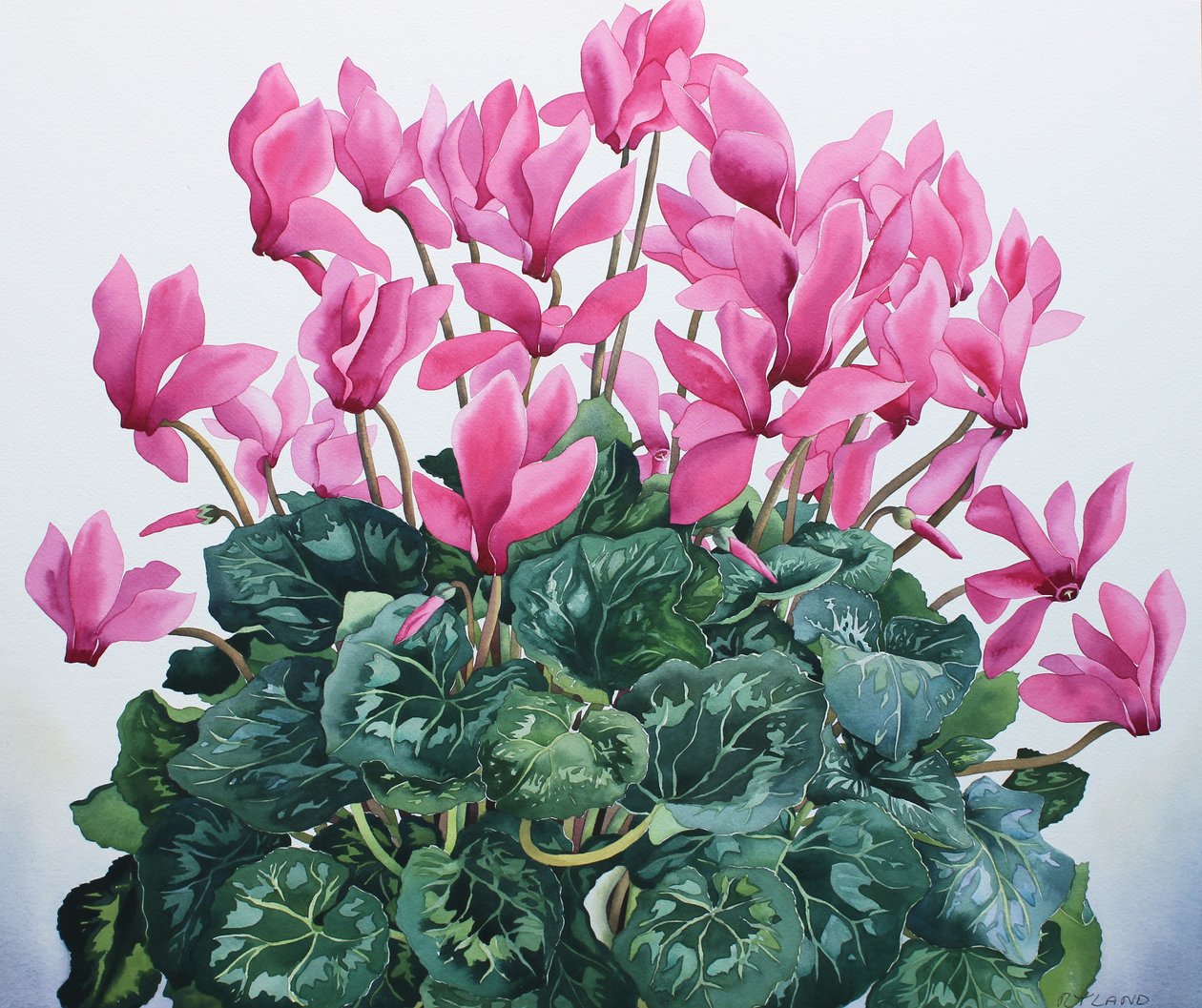 Retrato de Cyclamen de Christopher Ryland