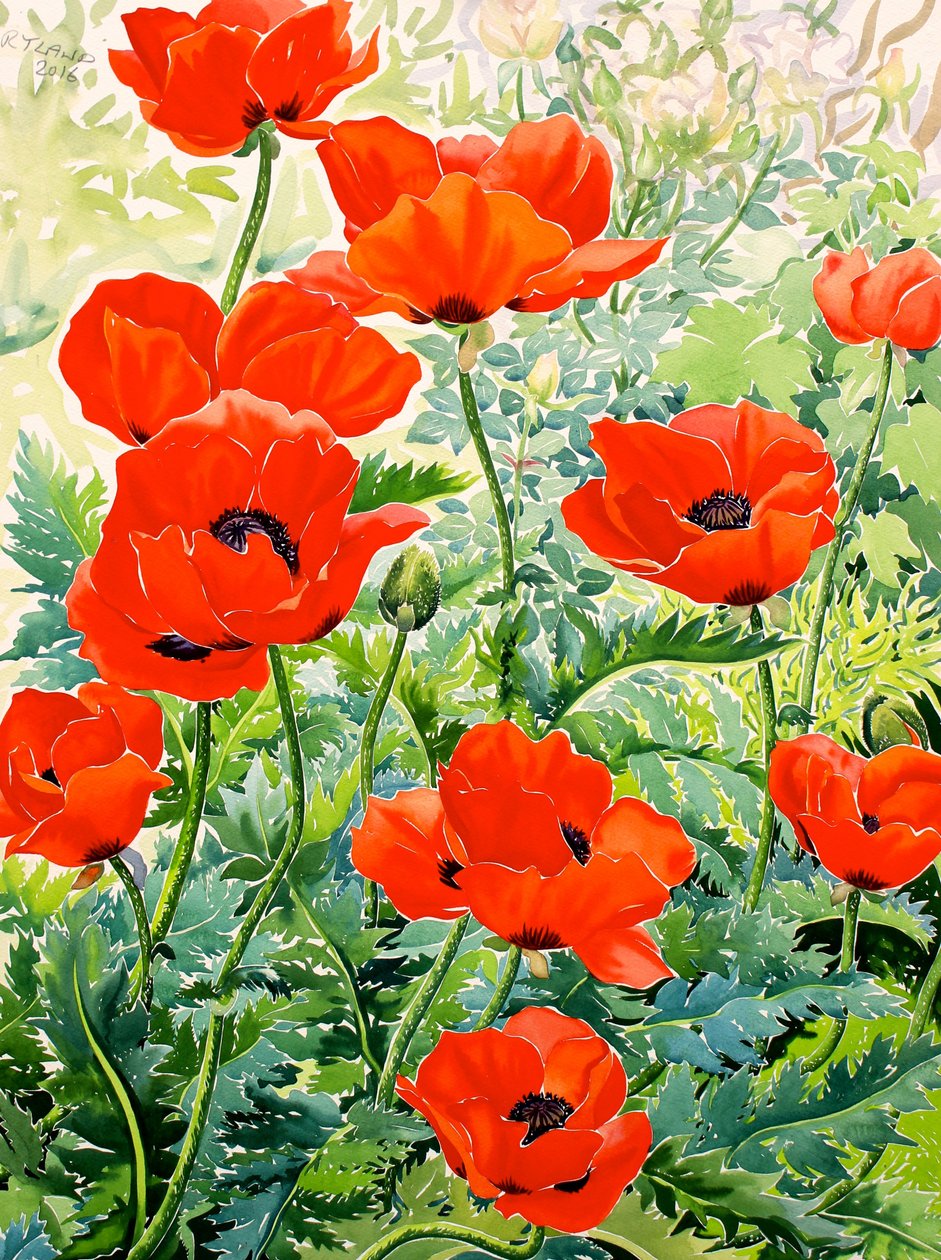 Amapolas rojas del jardín de Christopher Ryland