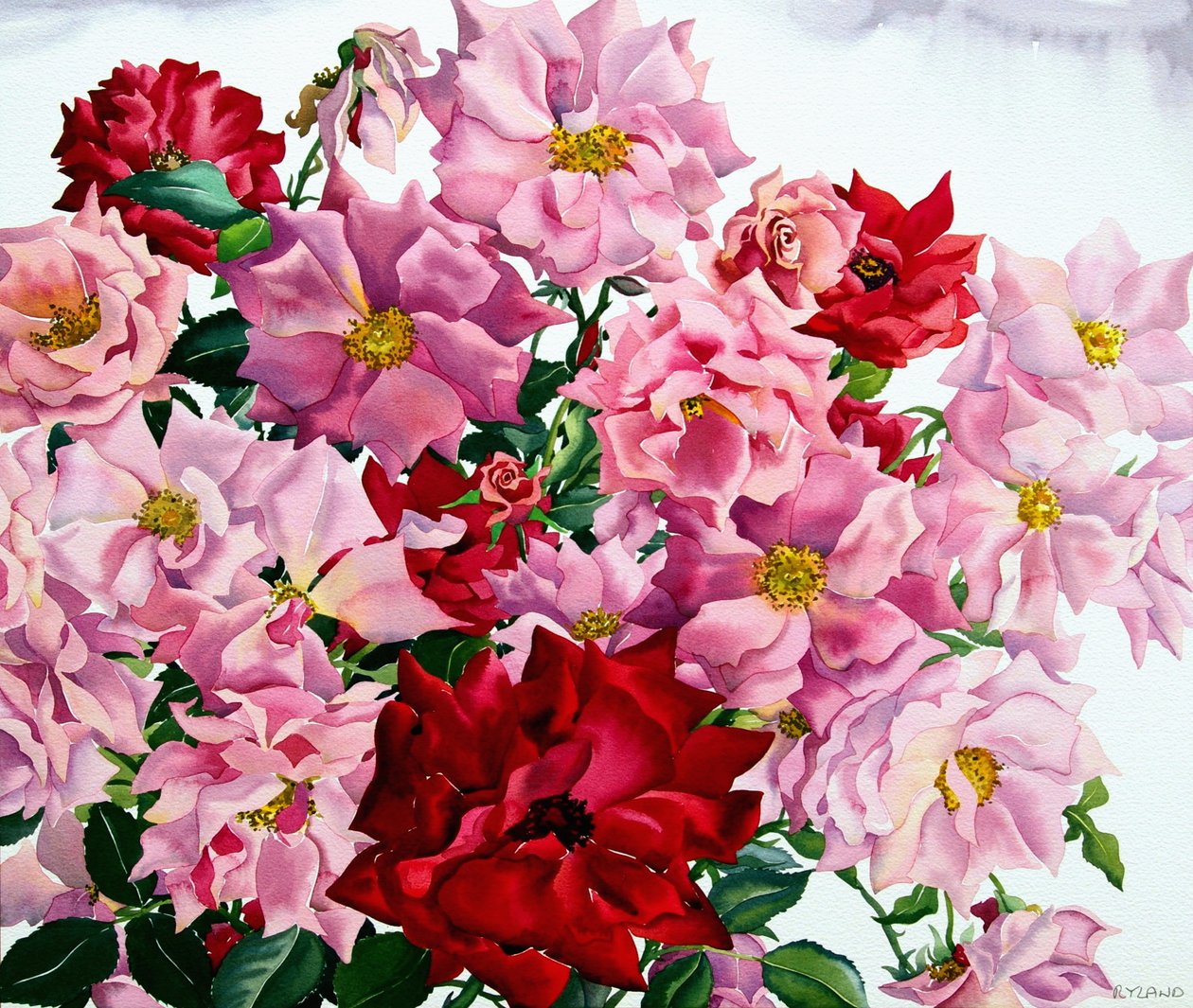 Rosas Rojas y Rosadas, 2008 de Christopher Ryland