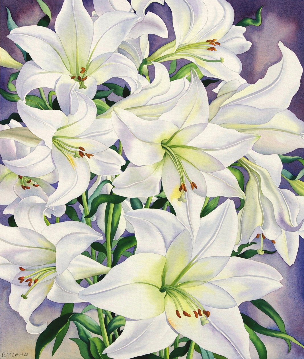 Lirios Blancos, 2008 de Christopher Ryland