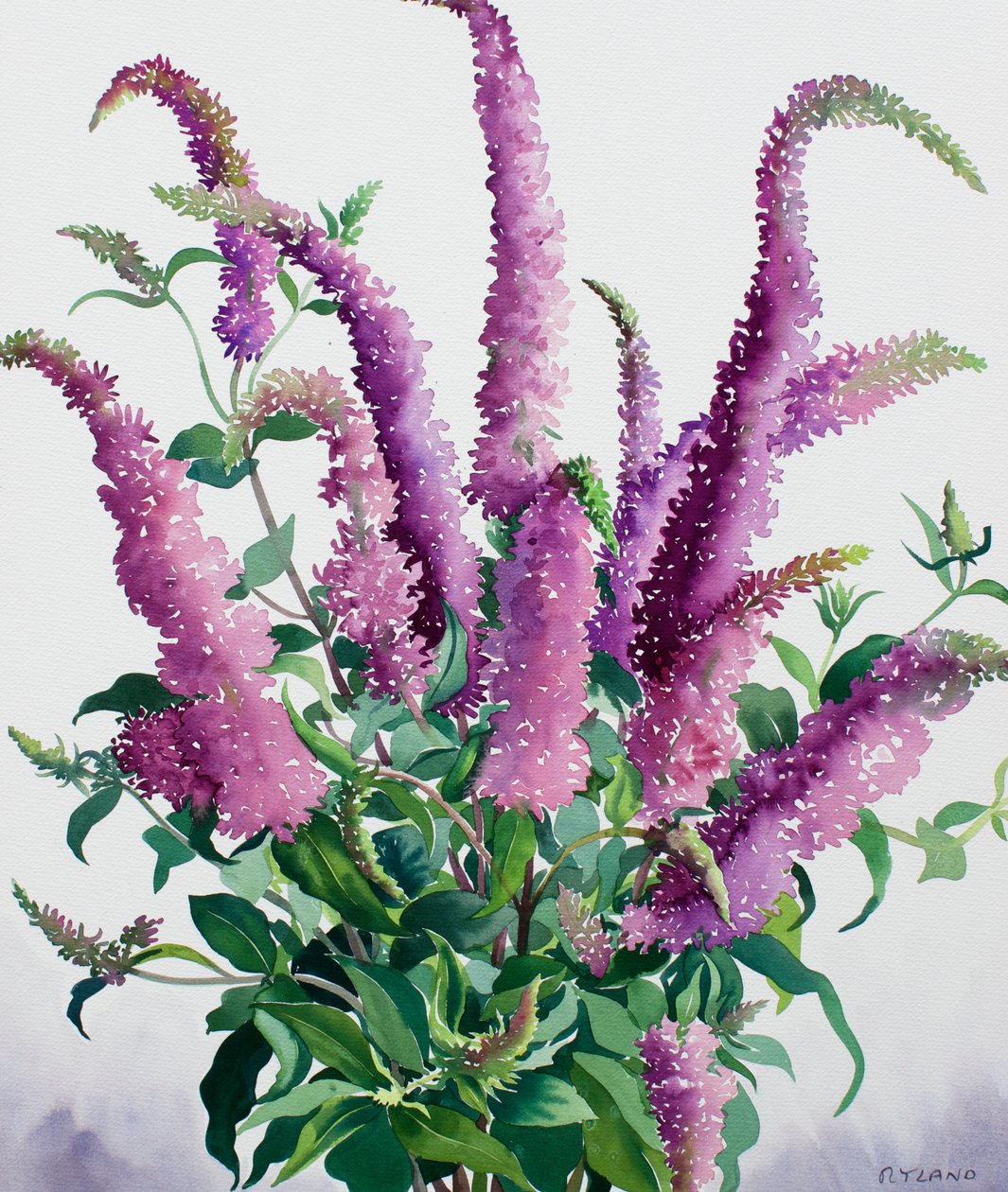 Buddleia salvaje de Christopher Ryland