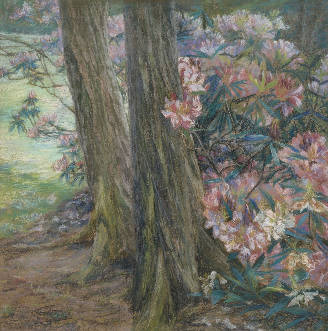 Clara Voortman Rhododendronbusch de Clara Voortman