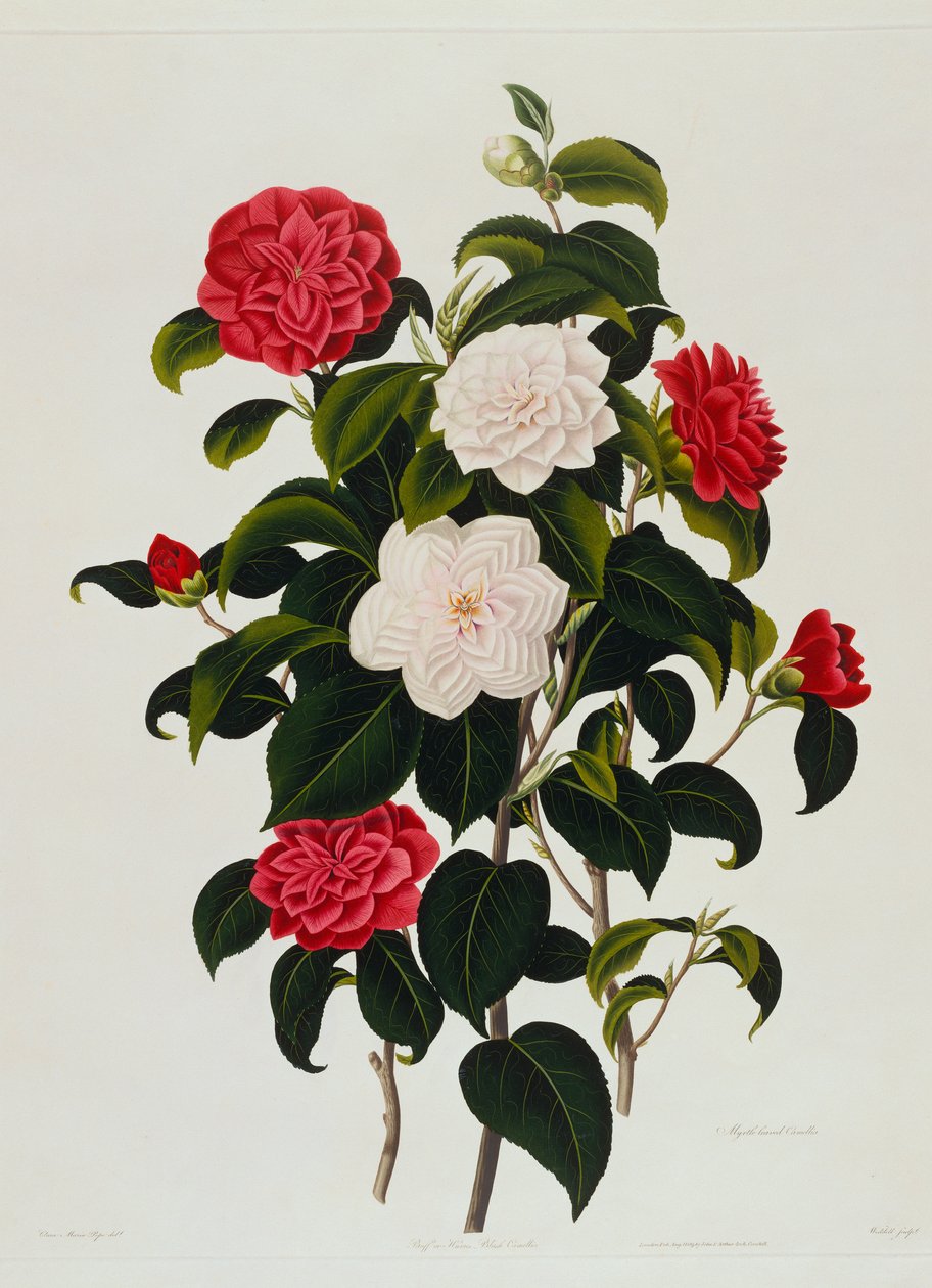 Camellia Buff o Hume
