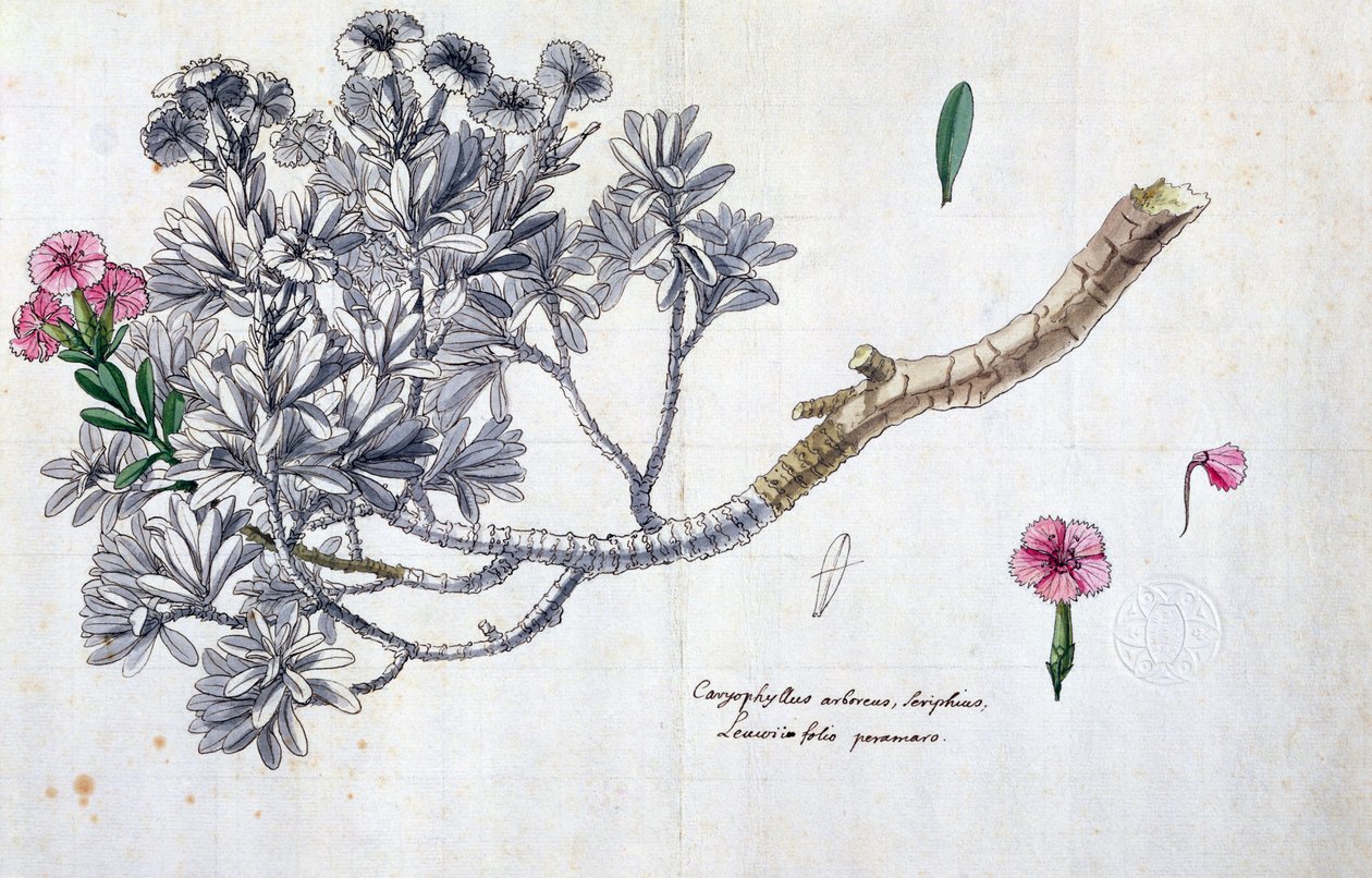 Caryophyllus Arboreus y Seriphius, de una obra de Joseph Pitton de Tournefort (1656-1708) de Claude Aubriet