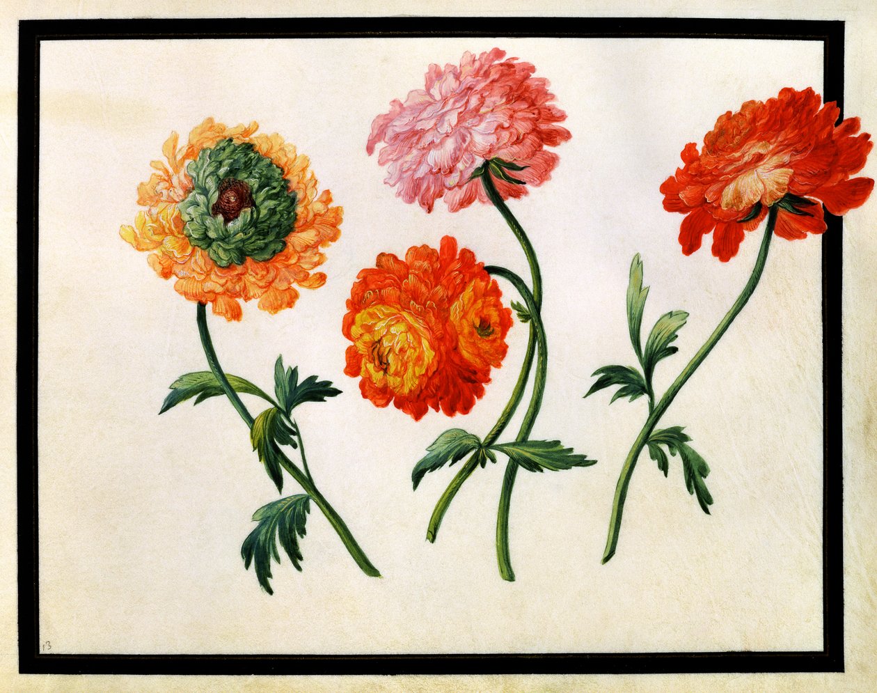 Crisantemos de Claude Aubriet