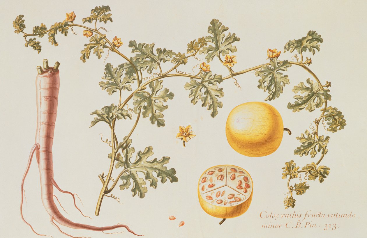 Citrullus Colocynthius (Manzana amarga y pepino amargo) de Claude Aubriet