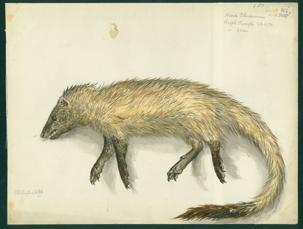 Mangosta de Claude Conder
