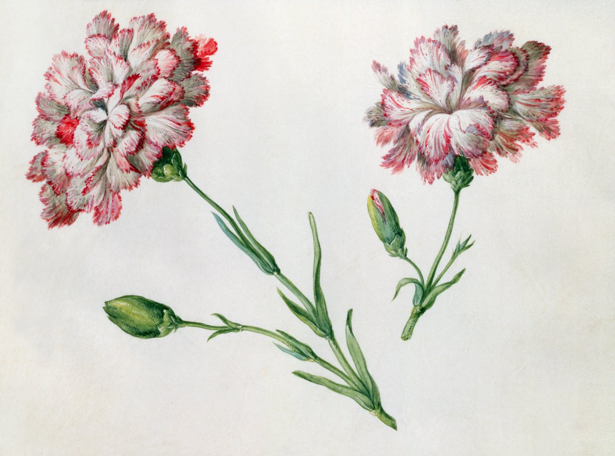 Claveles de Claude Aubriet