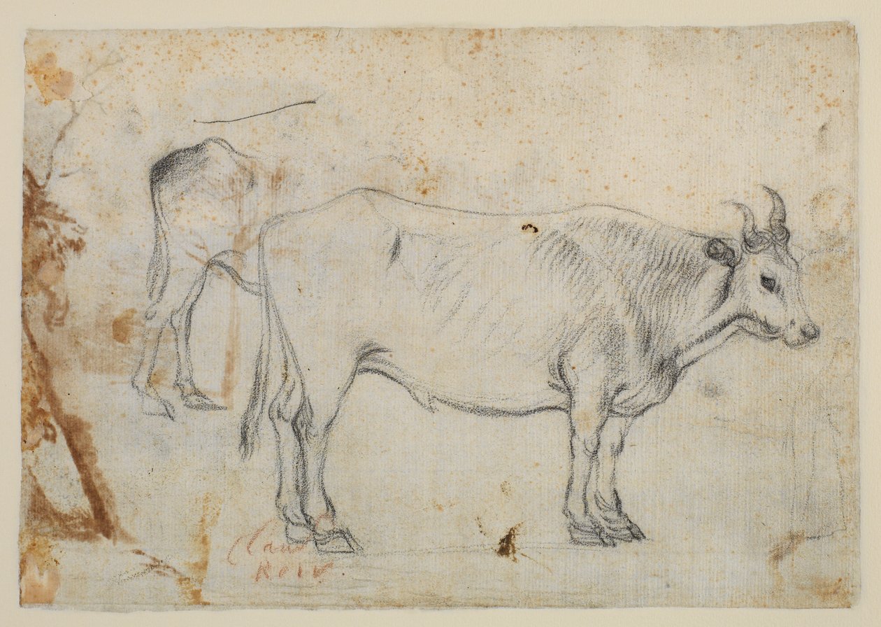 Estudio de un buey de Claude Lorrain