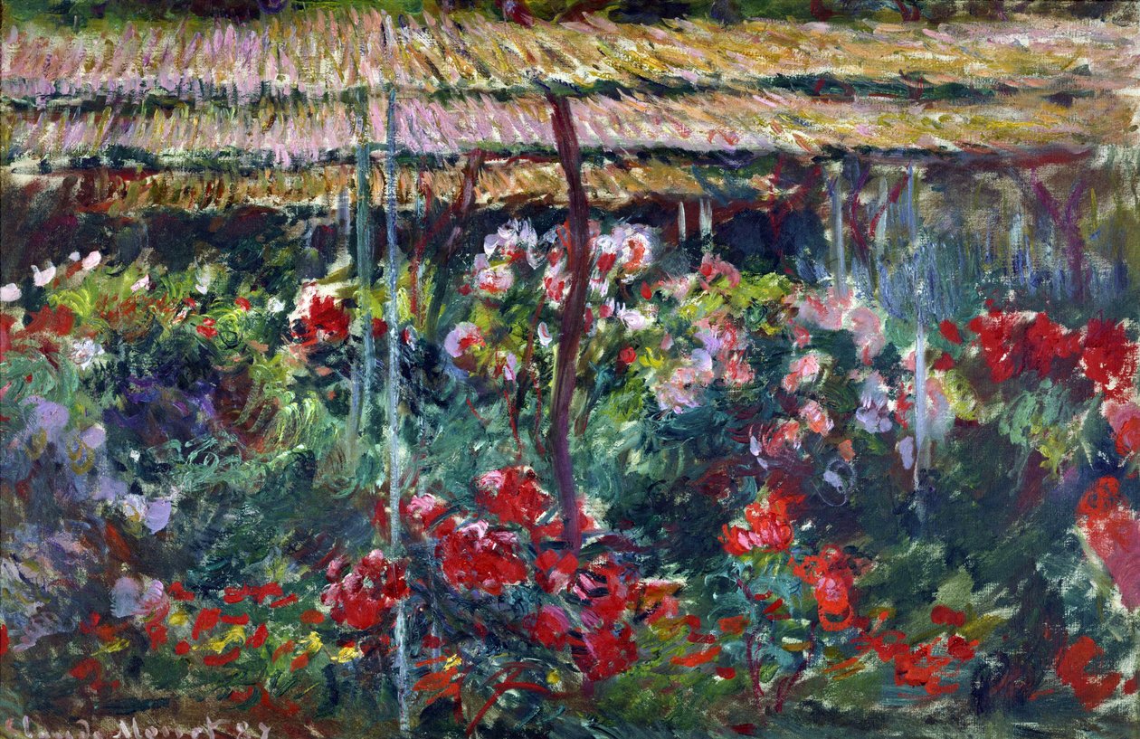 Jardín de peonías. (Pintura, 1887) de Claude Monet