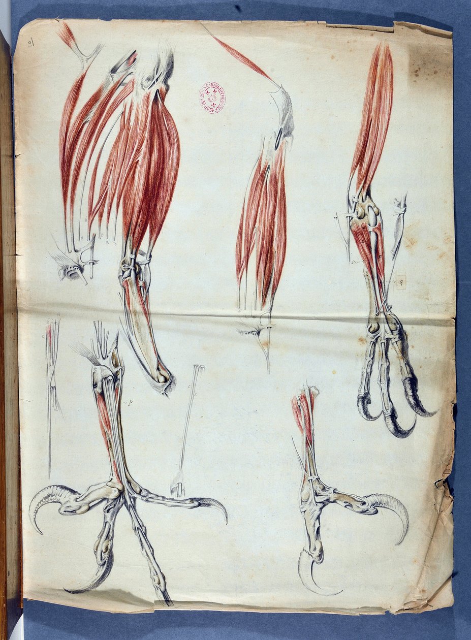 Anatomía de una pata de águila publicada en "Memorias para servir a la historia natural de los animales", en Memorias de la Academia Real de Ciencias de 1666 a 1699 (1729-1734) por Claude Perrault 1613-1688 - Academia de Ciencias - París de Claude Perrault