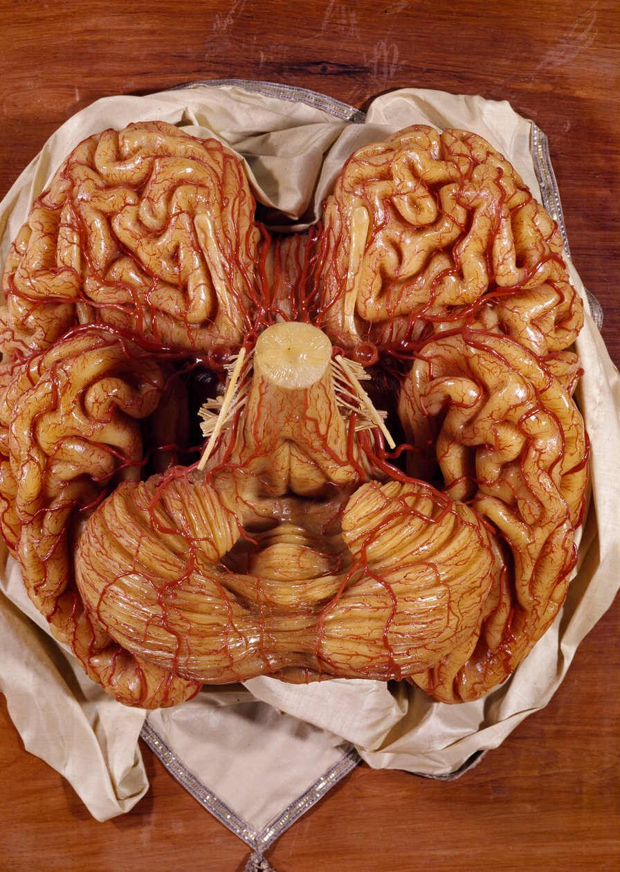 Modelo de un cerebro (cera) de Clemente Susini