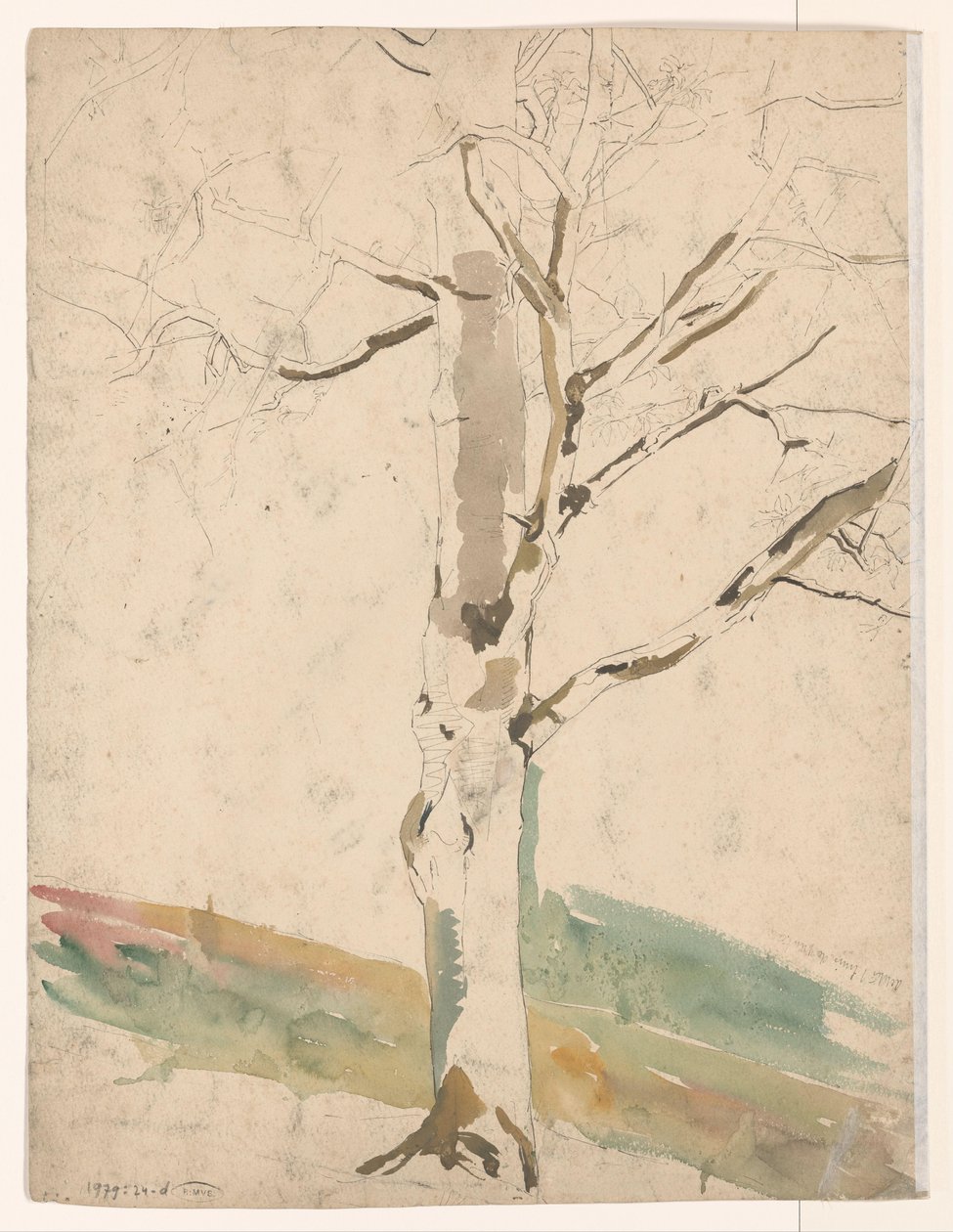 Estudio de un árbol de Coba Steenhoff